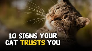 10 Signs Your Cat Trusts You