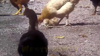 gallina enferma pollo la curar como con moquillo cuida a no gallinas animo levanta cual enfermedades