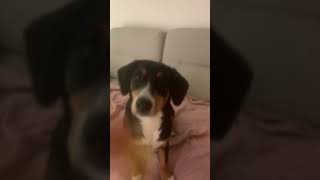 Jak zrobić żeby pies mnie nie pogryzł? #dogs #pieski #dance