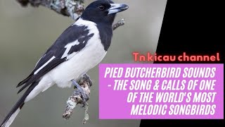 Pied Butcherbird Sounds - The song & calls of one of the world's most melodic songbirds