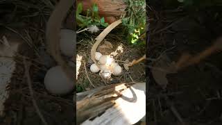 💥💥😍#bird கௌதாரி (Grey Francolin egg hatched..💥💥