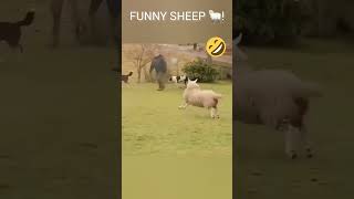 Funny, Happy sheep!🤣 #nature #funnyanimals