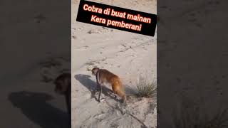 cobra tak ada harganya