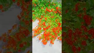 Beautiful Flowers #viral #youtubeshorts #flowers