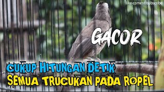 TRUCUKAN TARUNG GACOR NGALAS NGROPEL PANJANG | COCOK UNTUK PANCINGAN TRUCUKAN ANDA