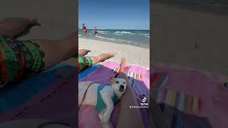 My friday be like. What about you? #beach #friday #dog #funny #europe #romania #elizachannel