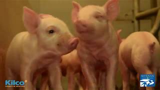 Kiernan Animal Health & Kilco   Biosecurity Pigs