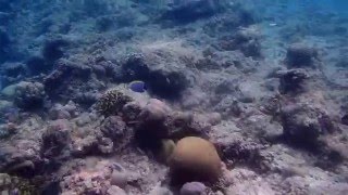 Подводная жизнь Мальдив | Marine Life Of Maldives