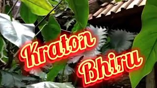 Kangen Jogja? | Kraton Bhiru Resto & Artspace  #masakanjawa  #kratonbhiruresto #bsd #pamulangfoodies