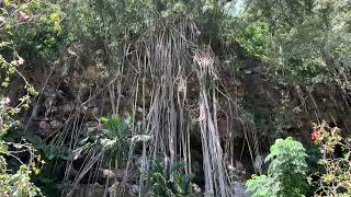 Stunning tree roots at Waimea valley