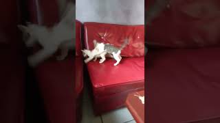 Anak Kucing Sedang Bermain#videoshorts