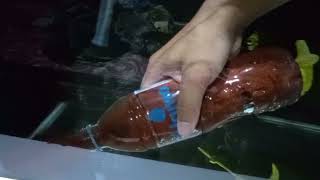 TUTORIAL PAKE PASIR HALUS AGAR AIR TIDAK KERUH | SETTINGAN AQUARIUM PASIR HALUS