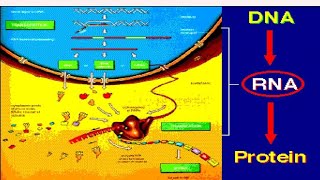 Protein synthesis lecture 5 Part 01 by PMS CHD