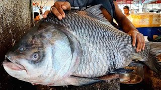 Amazing Cutting Skills | Big Rohu Fish Skinning & Chopping By Expert Fish Cutter | Cutting Video