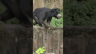 Bear 🐻 Alipur zoo #shortvideo