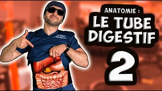 ANATOMIE : FOIE, PANCRÉAS et VASCULARISATION 🥩