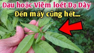 Đau hoặc Viêm loét Dạ Dày đến mấy cũng hết | loại cây trị đau dạ dày, viêm loét dạ dày Rất hay. PH