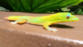 Geckos and lizards in Hawaii