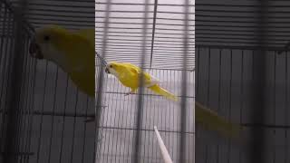 Smart and lovely little budgies #part-1