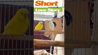 New Birds funny video | Parrots Video #birds #shorts