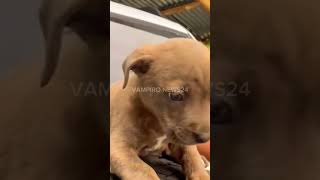 Ele encontrou um filhotinho de cachorro abandonado no lixo e levou para sua casa#shorts