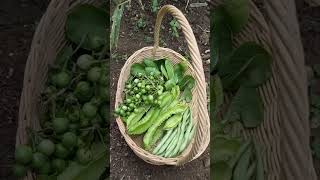 Harvesting Time || Harvest Mini eggplant  & Chili