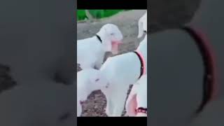 white goat with 4 kids