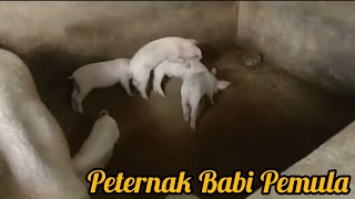 Peternak Babi Pemula Yang Masih Belajar