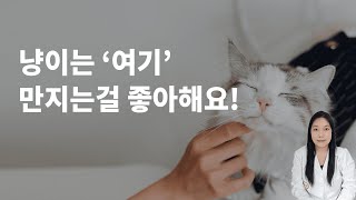 냥집사라면 필수상식! 고양이가 좋아하는 스킨십은 무엇일까요?