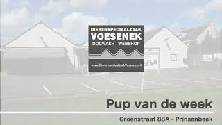 Pup van de week MOORTJE!