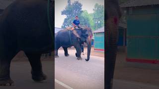 দেখুন হাতি কিভাবে টাকা নিচ্ছে | See how elephants are taking money #shorts #viral #youtubeshorts