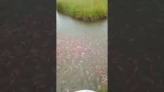 IKAN DI SAWAH #shorts #ikan