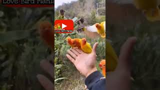 free fly burung lovebird di alam bebas - luar biasaaa!!!