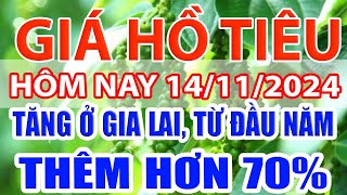 Giá tiêu hôm nay 14/11/2024:  tăng ở Gia Lai, từ đầu năm thêm hơn 70 phaanf trawm