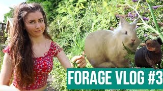 Foraging Vlog #3