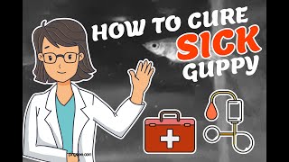 HOW TO CURE SICK GUPPY (Simple Method)