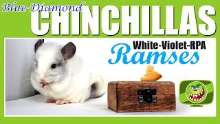 Ramses - White Violet Boy - Royal Persian Angora - 1 Monat alt