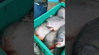 |CATCHING  BIG MONSTER FISHES WITH BOAT| #catching #trend #monsterfishcatch #subscribe #carpfish