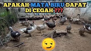 PENCEGAHAN MATA BIRU TIDAK EFEKTIF