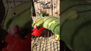 #treinding #video #birds 🥺ya kya ho gaya 🥺👍