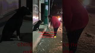 Chimtu tho mamuluga undadhu#trending#mems#shorts#viral#funny#comedy#viralvideo#dogs#chimtu#india#dog