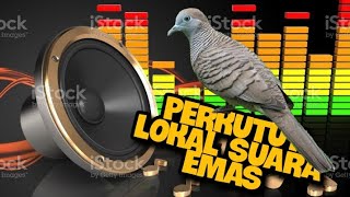 perkutut lokal suara emas silahkan putar semua perkutut ikut gacor #perkututlokal #perkututgacor