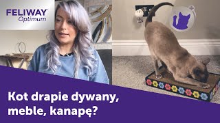 Co zrobić, żeby kot przestał drapać dywan, meble, kanapę? | FELIWAY Optimum