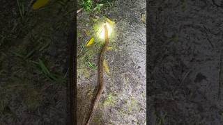 Ular apa nih kalau ditempat kalian⚠️‼️😳#video #snake #shorts #rainbowsnake #animals