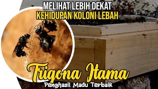 [STINGLESS BEE🐝] TRIGONA ITAMA, Lebah Tanpa Sengat Penghasil Madu Terbaik