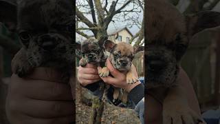 Французские бульдоги. Милашки. French bulldogs.  Cuties. #shorts