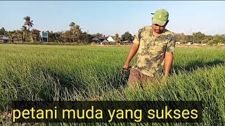 petani muda yang sukses tanam bawang merah