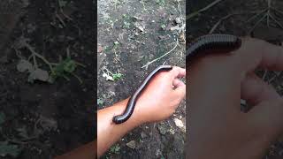 Bikin merinding! Giant Millipedes#short#@kembangkambojachannel383