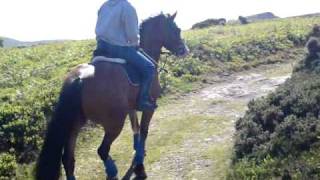 Galloping ponies. Welsh Cob v Arab. Gareth and Lewi. Me and Charlie.