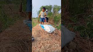 Bantu papa Azmi di sawah panen singkong#ngapak